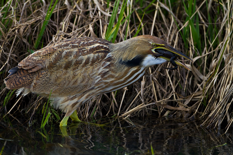 American Bittern Eating Frog